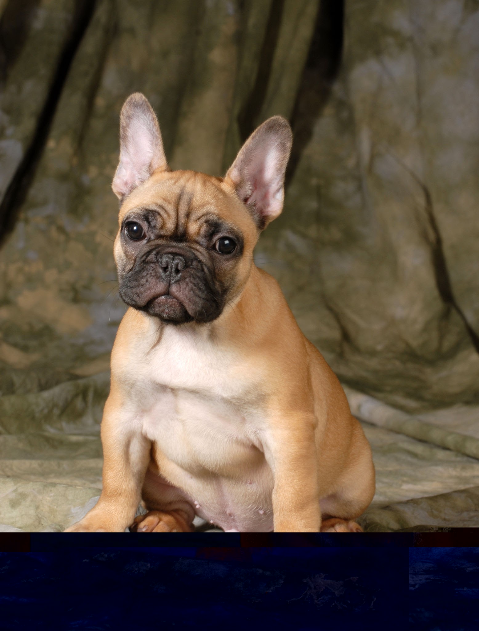 Image of FRENCH BULLDOG posted on 2022-03-13 14:06:50 from Noida